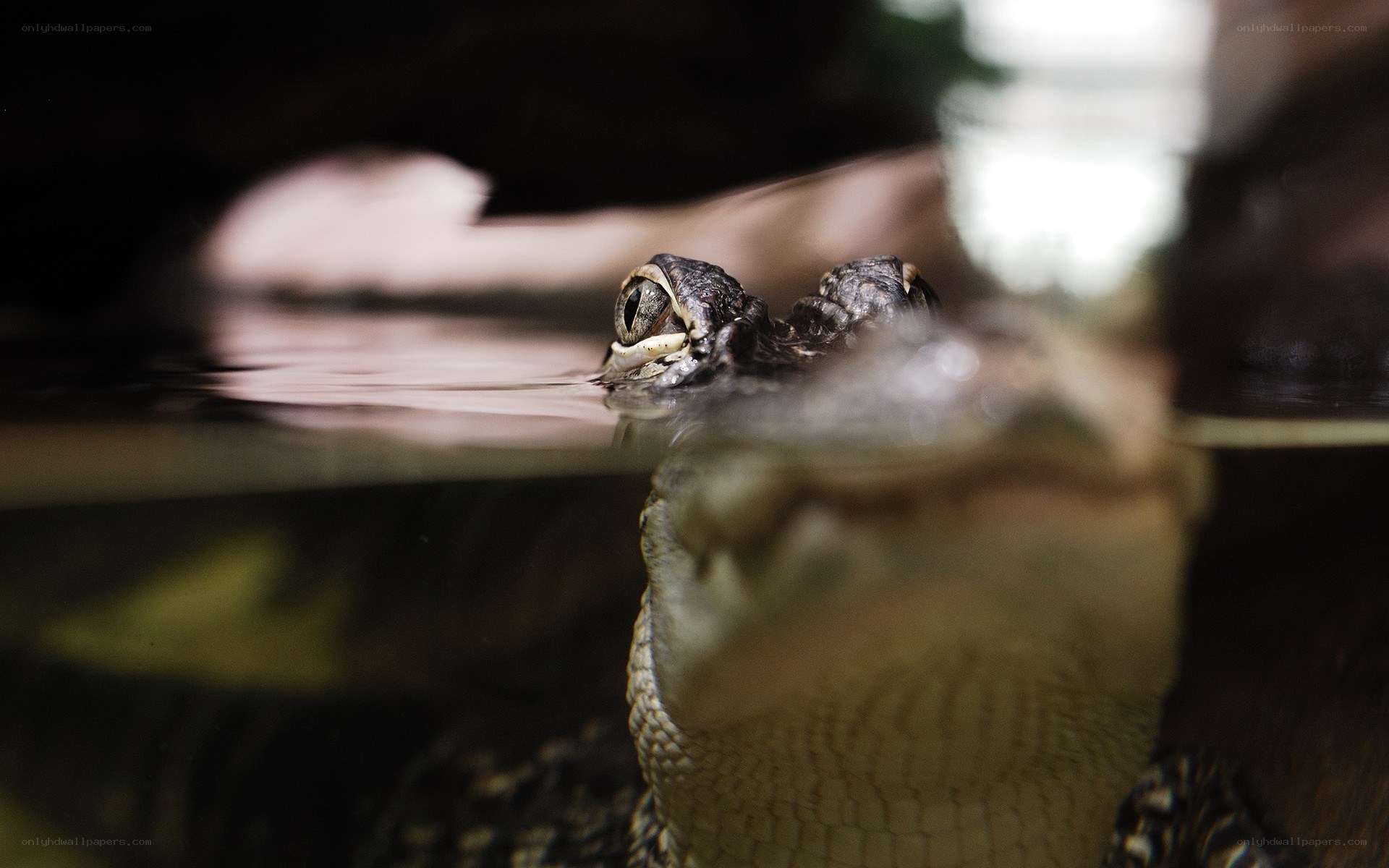 crocodile in water