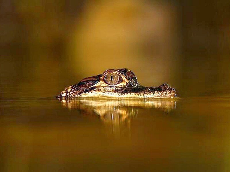 crocodile in water