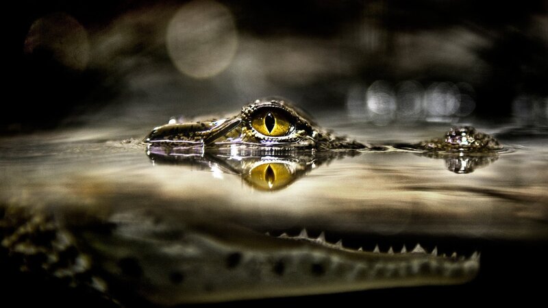 Crocodile in Water — Black, Dramatic, Night, Photograph, Eye, Reflection, Snout