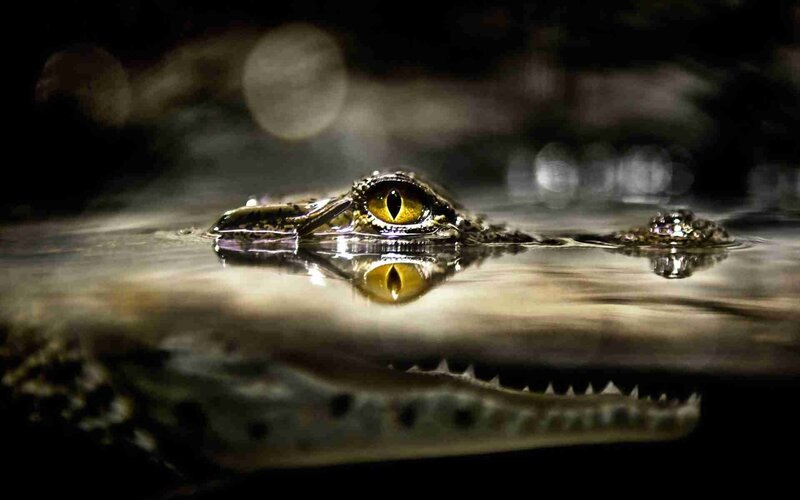 Crocodile in Water — Black, Dramatic, Night, Photograph, Eye, Snout