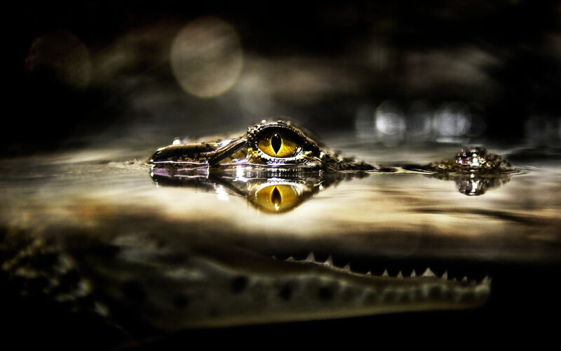 Crocodile in Water — Black, Dramatic, Night, Photograph, Eye