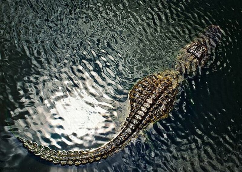 Crocodile in Water — Black