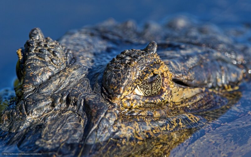Crocodile in Water — Blue, Dramatic