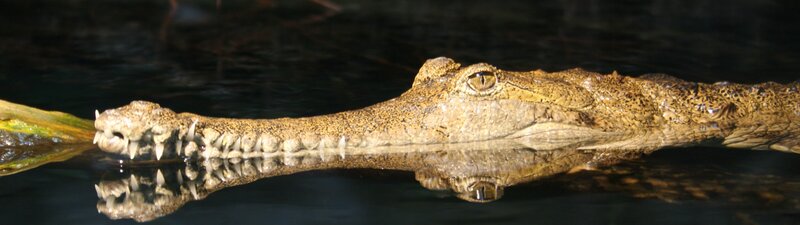 Crocodile in Water — Brown, Calm