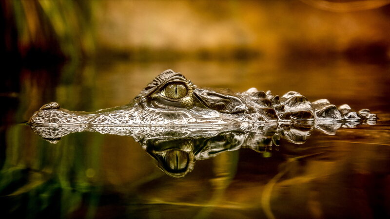 Crocodile in Water — Brown, Dramatic
