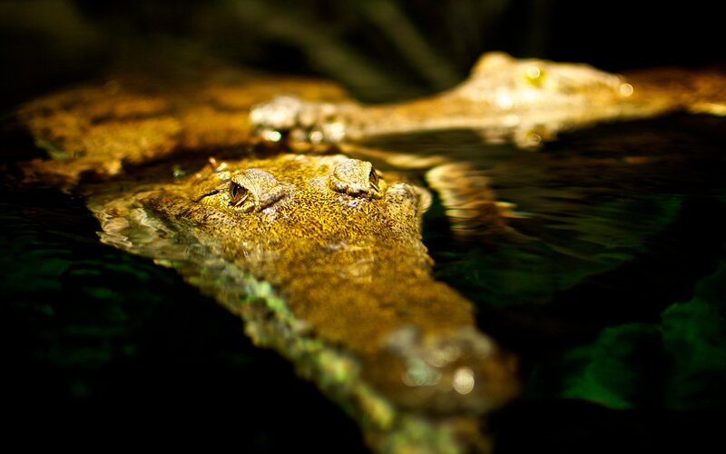 Crocodile in Water — Brown