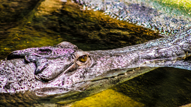 Crocodile in Water — Gray