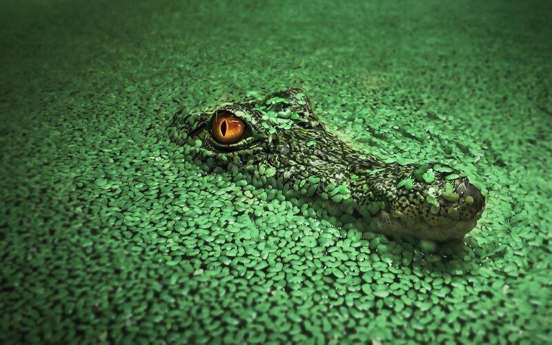 Crocodile in Water — Green, Alert, Photograph