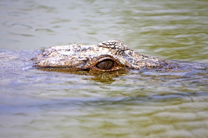 Crocodile in Water — Green, Alert