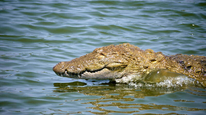 Crocodile in Water — Green, Calm, Afternoon
