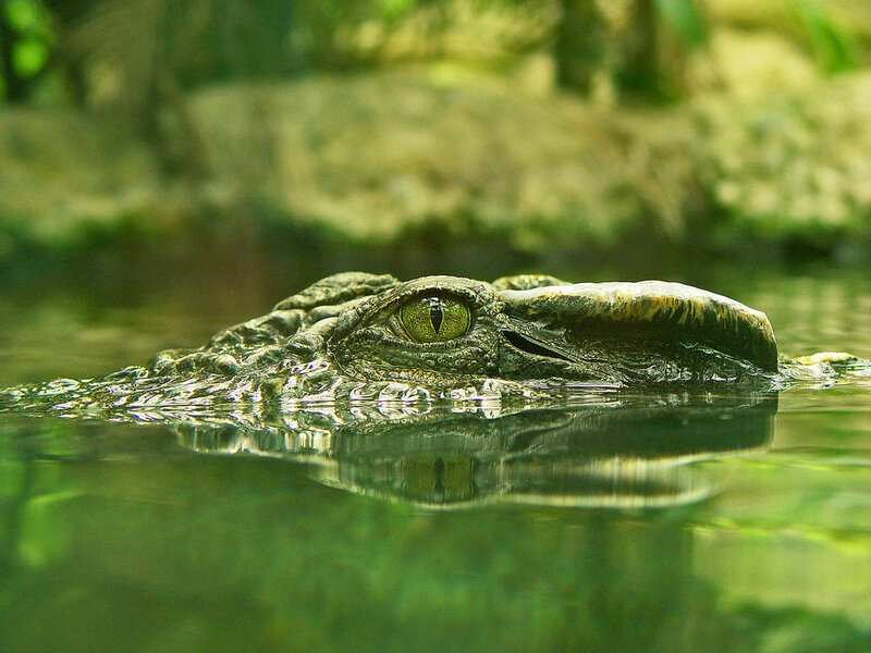 Crocodile in Water — Green, Calm
