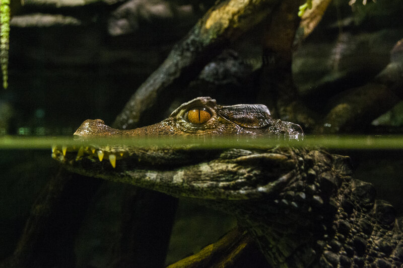 Crocodile in Water — Green, Dramatic, Night