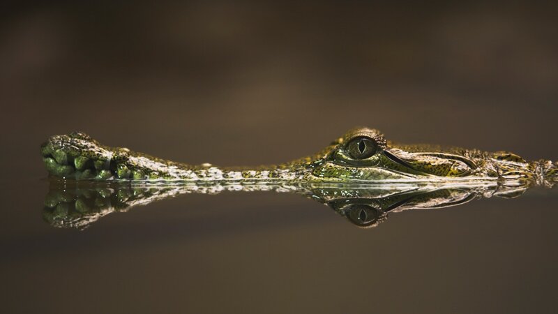 Crocodile in Water — Green, Dramatic, Photograph, Reflection, Brown, Black