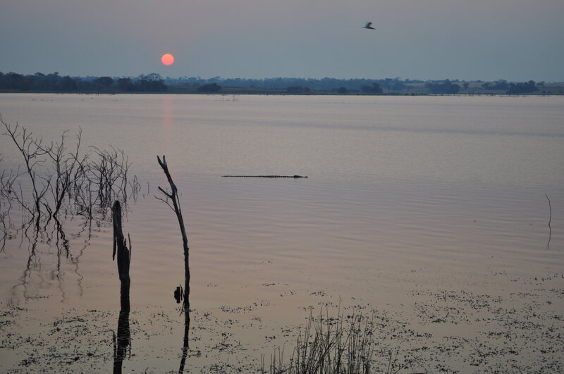 Crocodile in Water — Orange