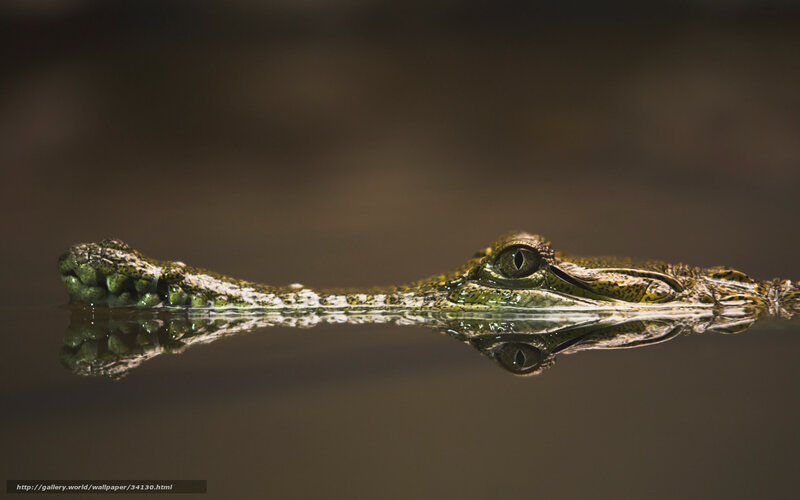 crocodile in water reflection