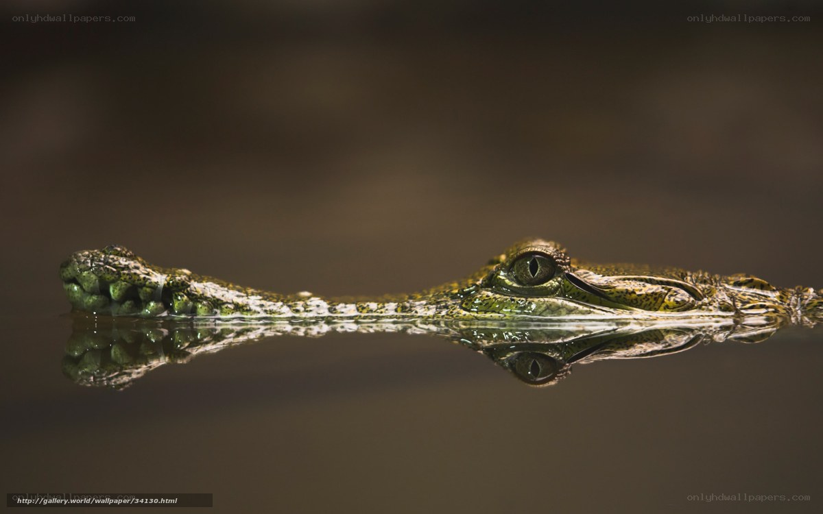 crocodile in water reflection