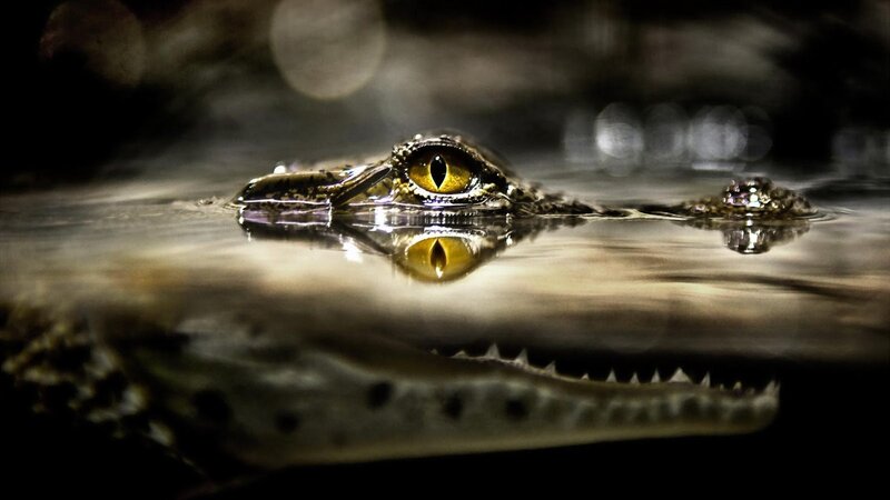 Crocodile in Water — Yellow, Dramatic, Night