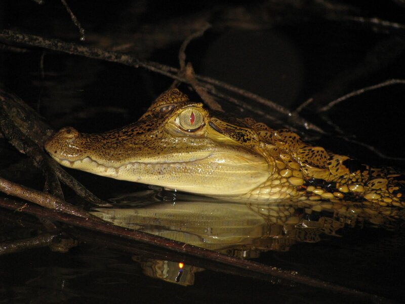 Crocodile in Water — Yellow, Dramatic