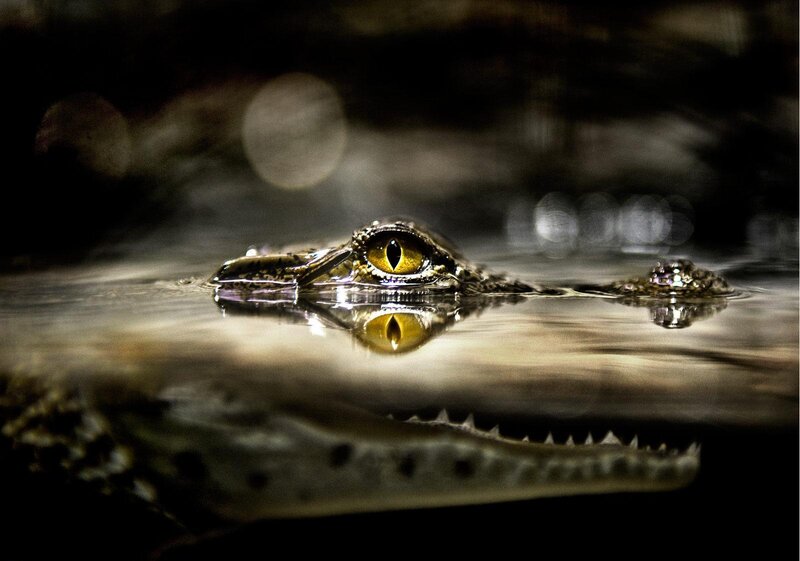 Crocodile in Water — Yellow