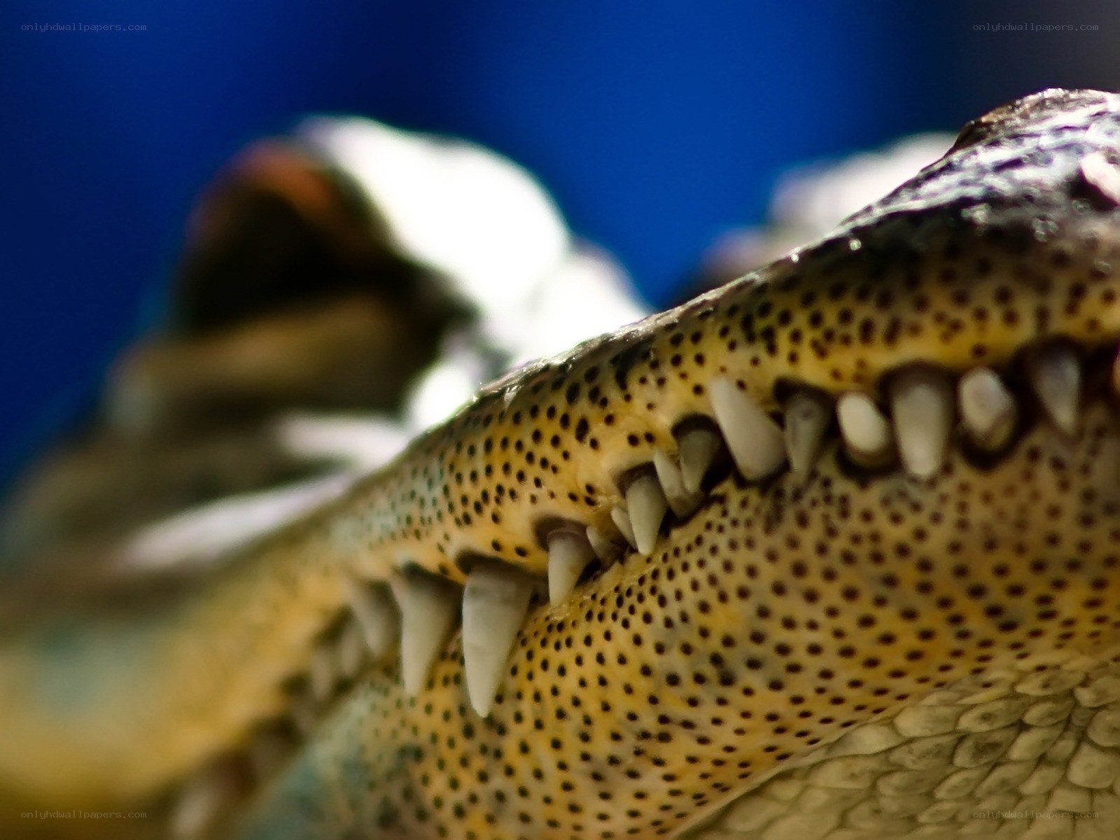 crocodile jaw close-up