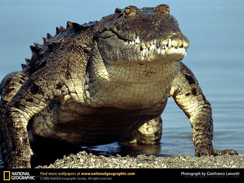 Crocodile on a riverbank