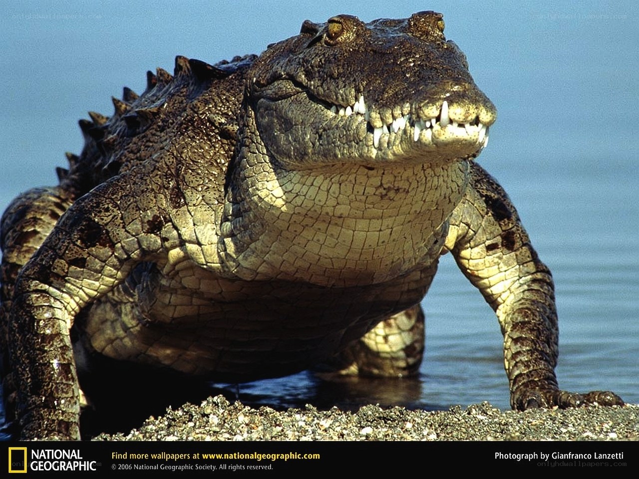Crocodile on a riverbank