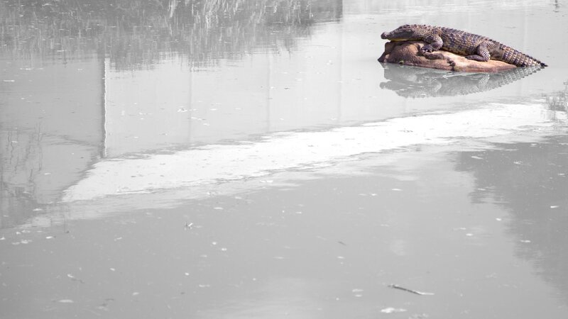 Crocodile on a rock in water