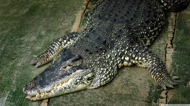 Crocodile on Concrete — Black