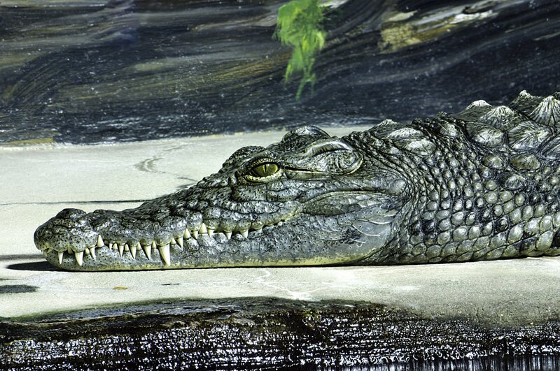 Crocodile on Concrete — Gray