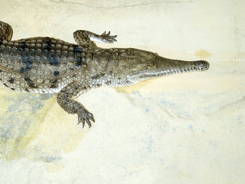 crocodile on concrete surface
