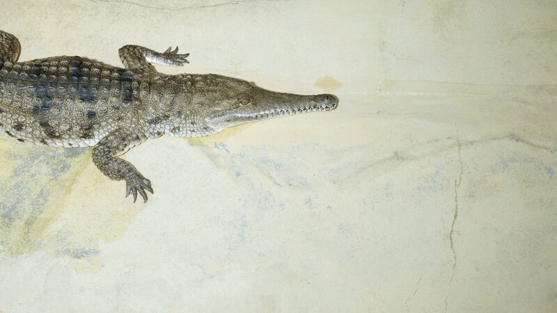 crocodile on concrete surface
