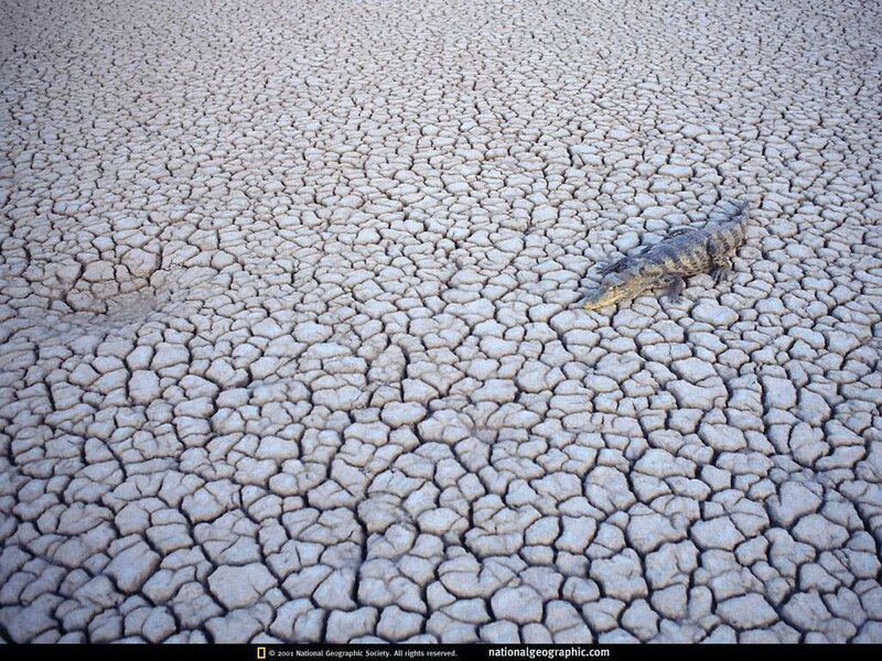 Crocodile on Cracked Earth