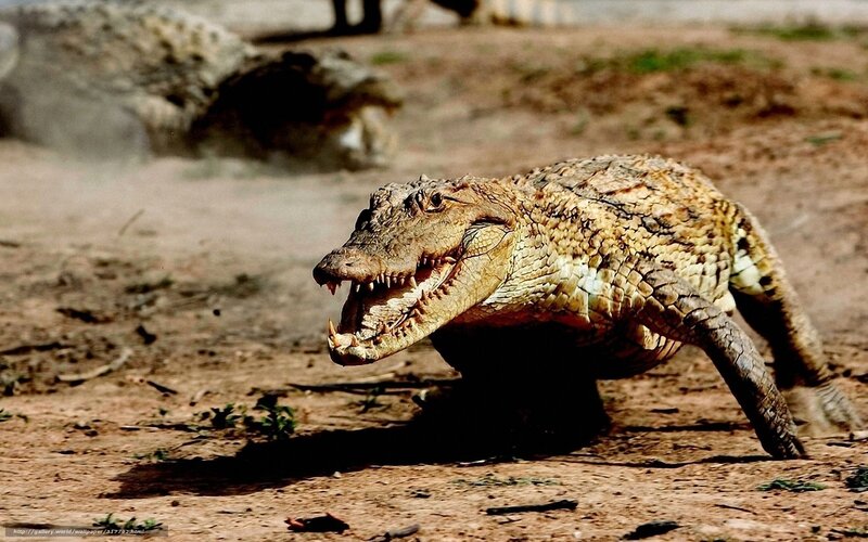 Crocodile on dry ground