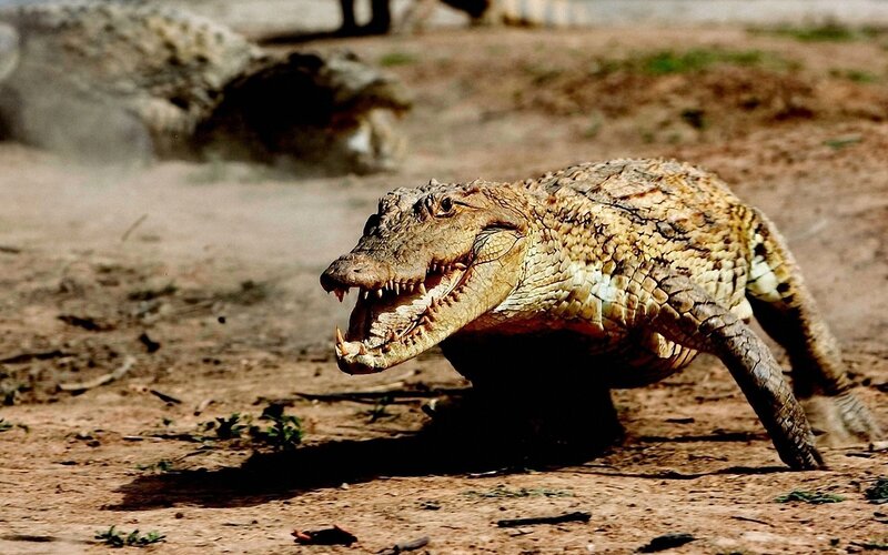 Crocodile on dry land