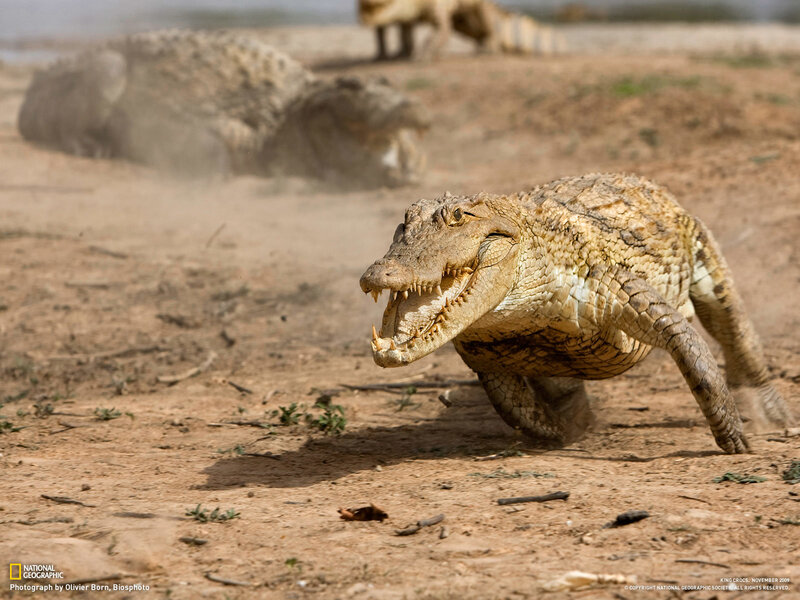 Crocodile on dry land