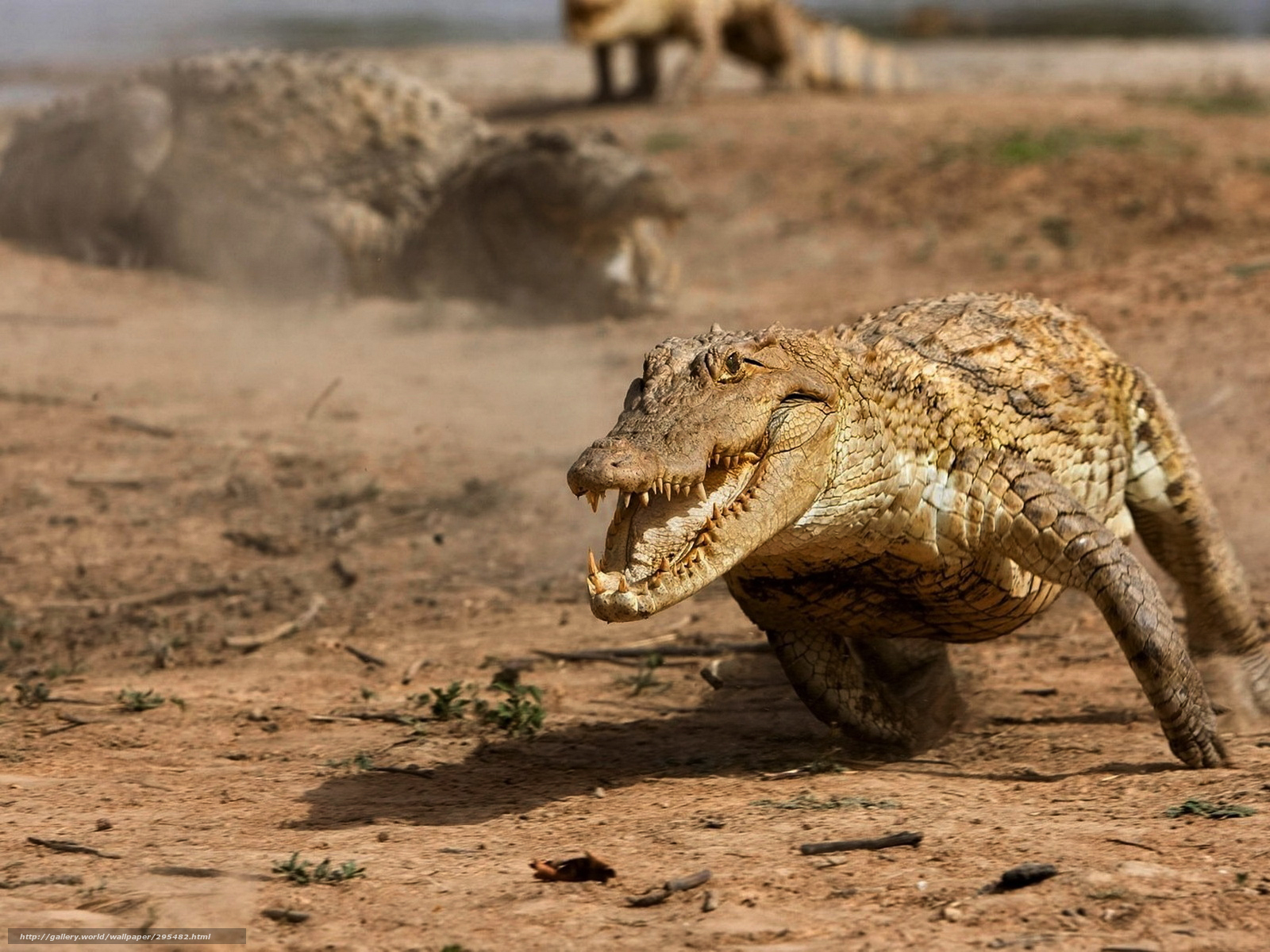 Crocodile on dry land