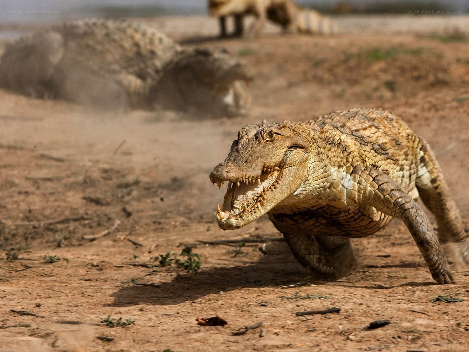 Crocodile on dusty ground