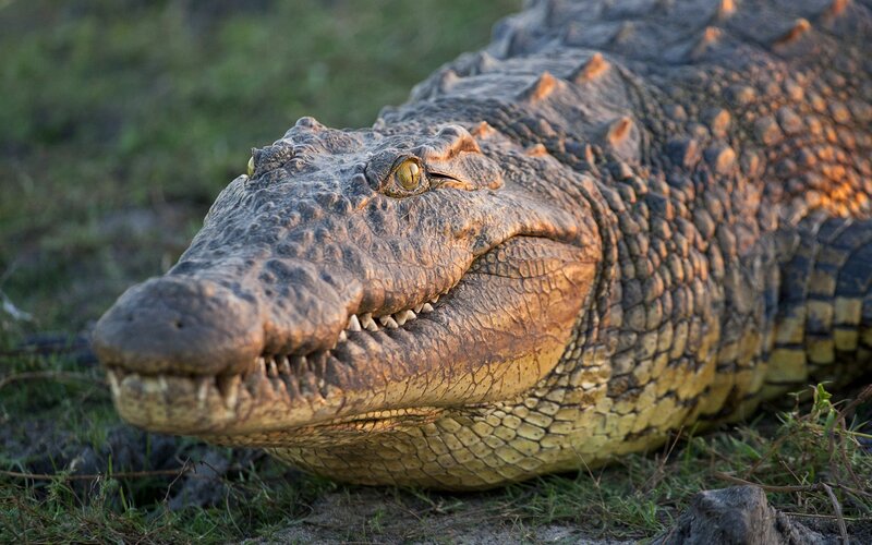 Crocodile on Grass — Brown