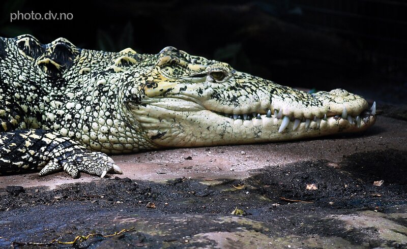 Crocodile on Ground