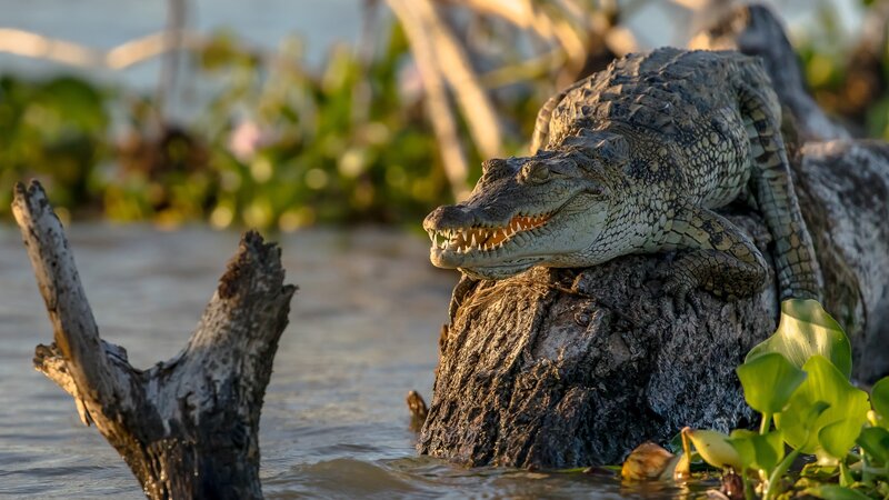 Crocodile on Log