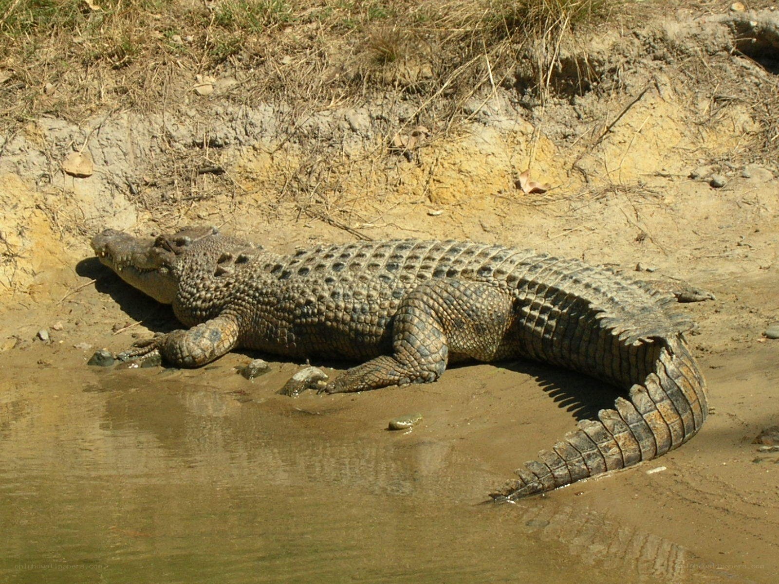 Crocodile on riverbank