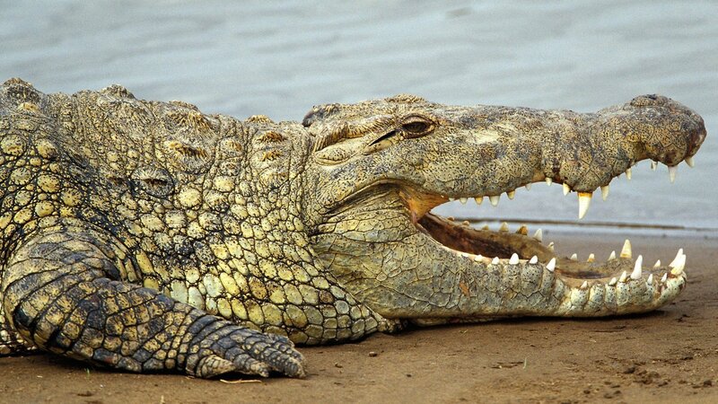crocodile on riverbank