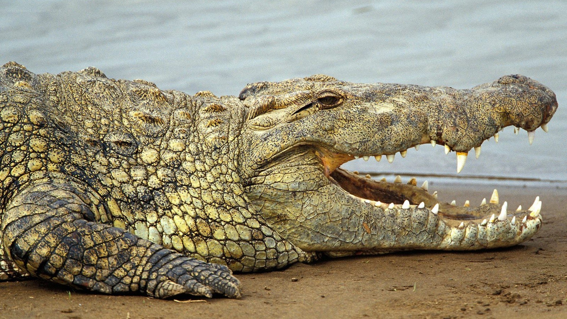 crocodile on riverbank