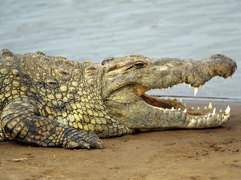Crocodile on Riverbank — Brown, Natural
