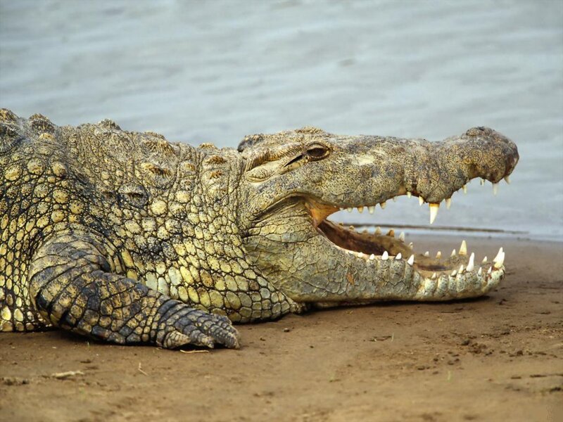 Crocodile on Riverbank — Brown