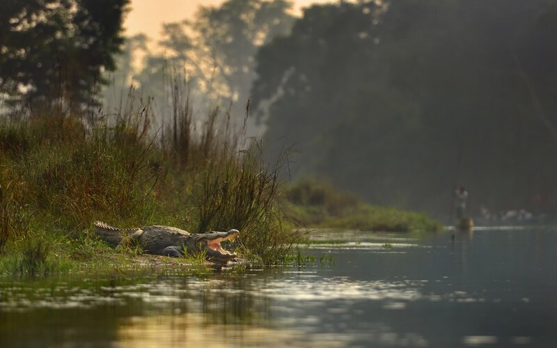 Crocodile on Riverbank — Green