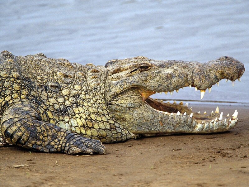 Crocodile on riverbank