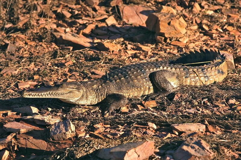 Crocodile on rocky ground