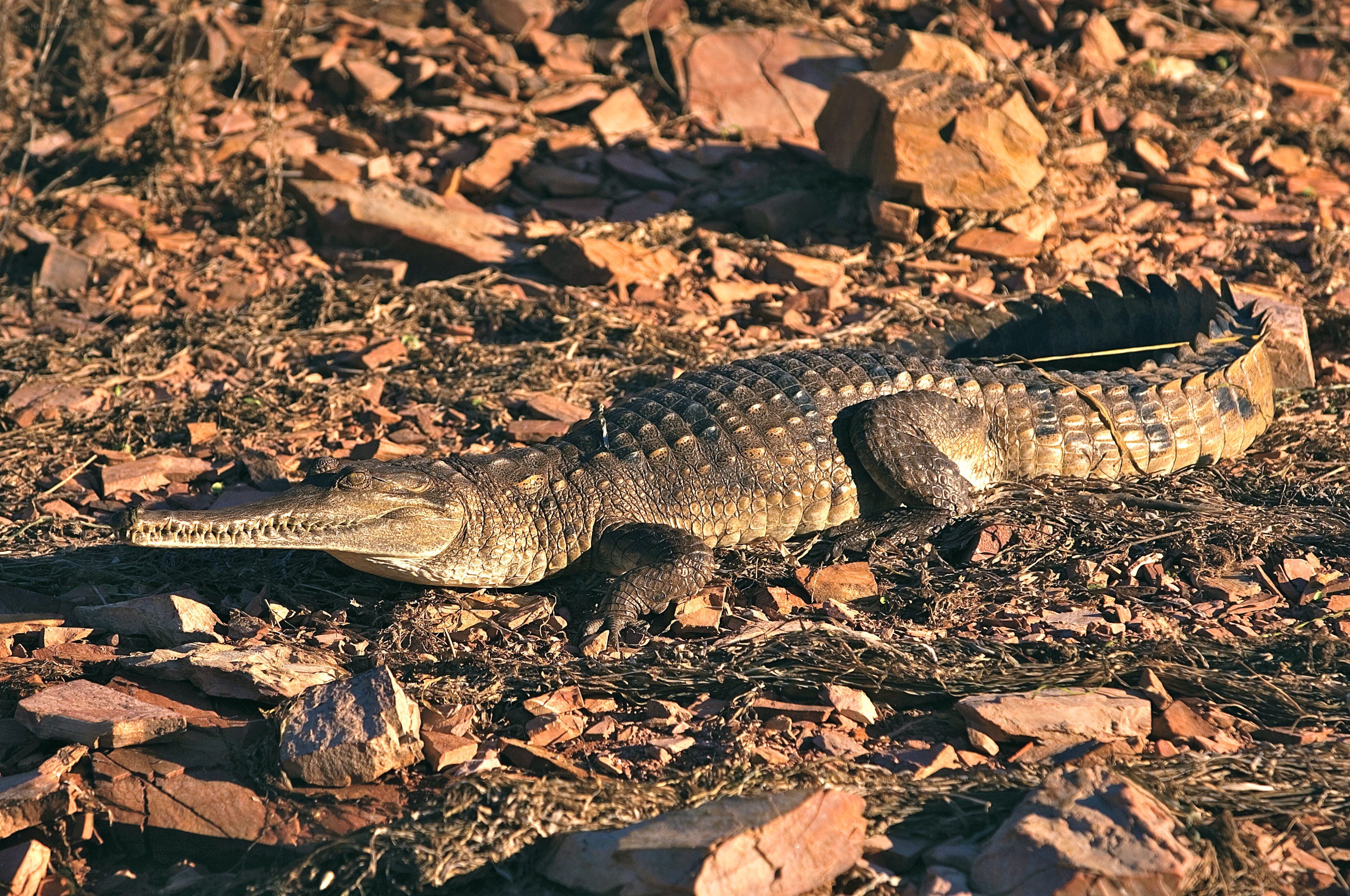 Crocodile on rocky ground
