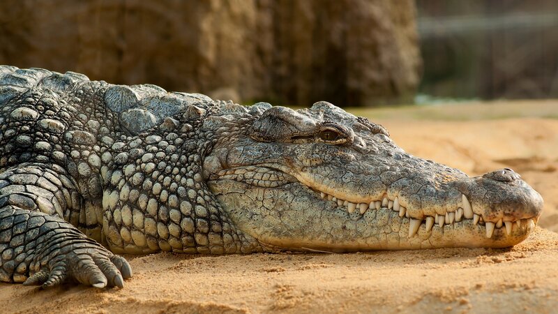 Crocodile on Sand — Brown